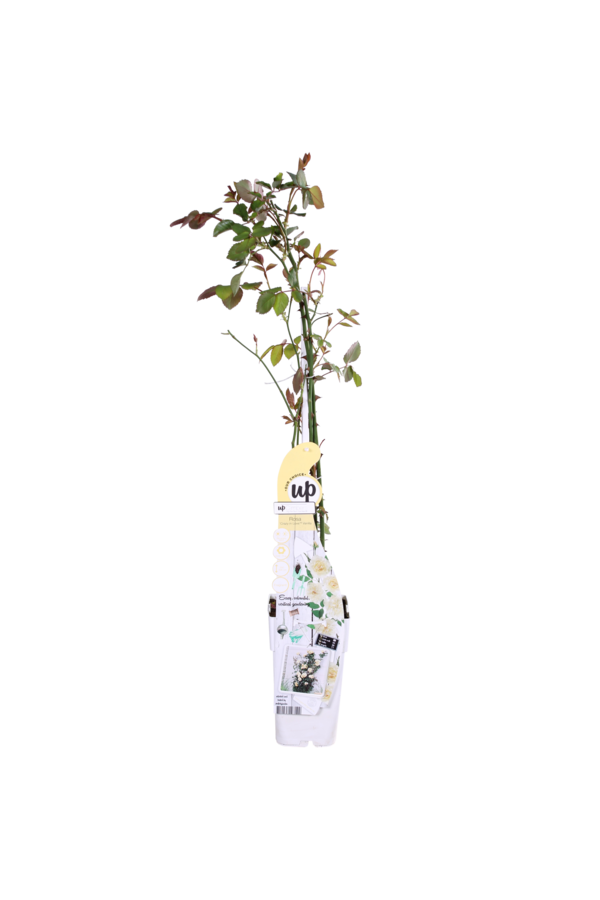 Rosier grimpant remontant Vanilla