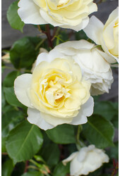 Rosier grimpant remontant Vanilla