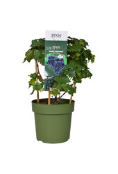 BIO Vitus Druif Pinot Noir