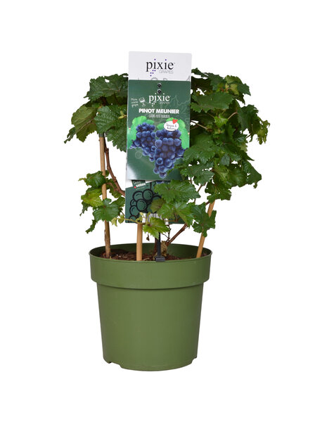 Vitus Druivenplant
