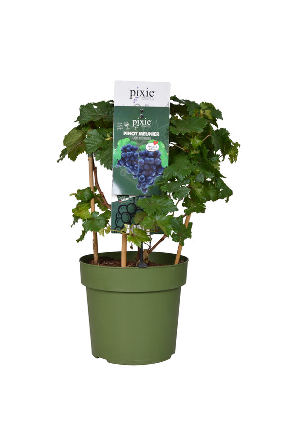 BIO Vitus Druif Pinot Noir