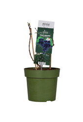 BIO Vitus Druif Pinot Noir