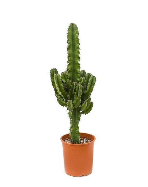 Euphorbia