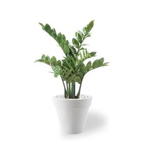 Plante artificielle