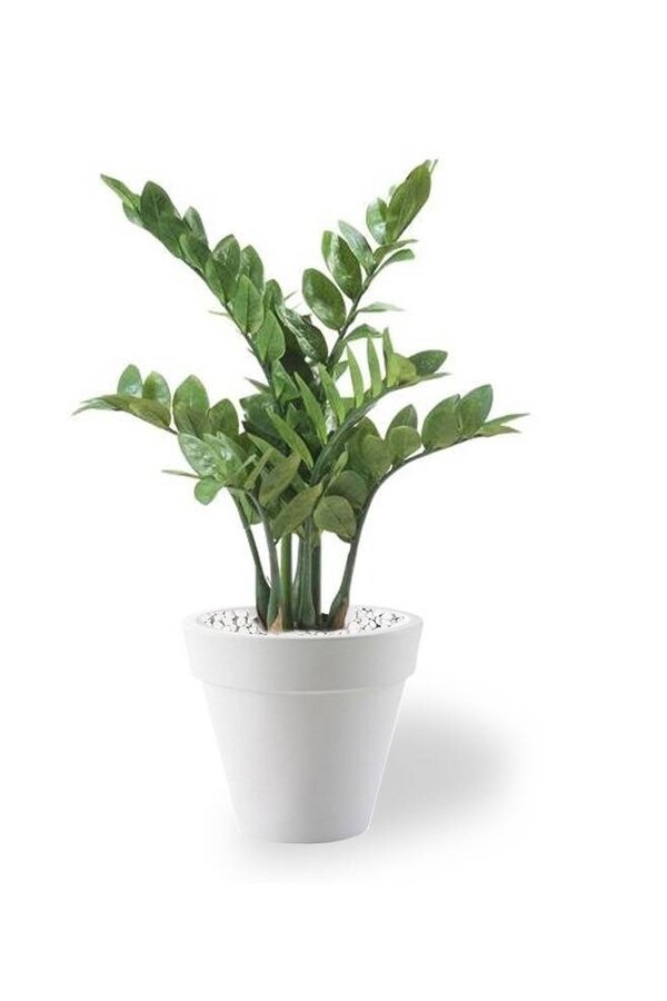 Plante artificielle Zamioculcas dans Pure Rond S