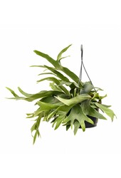 Plante suspendue Platycerium