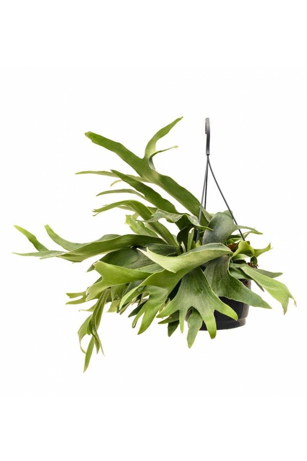 Plante suspendue Platycerium