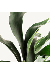 Plante suspendue Platycerium