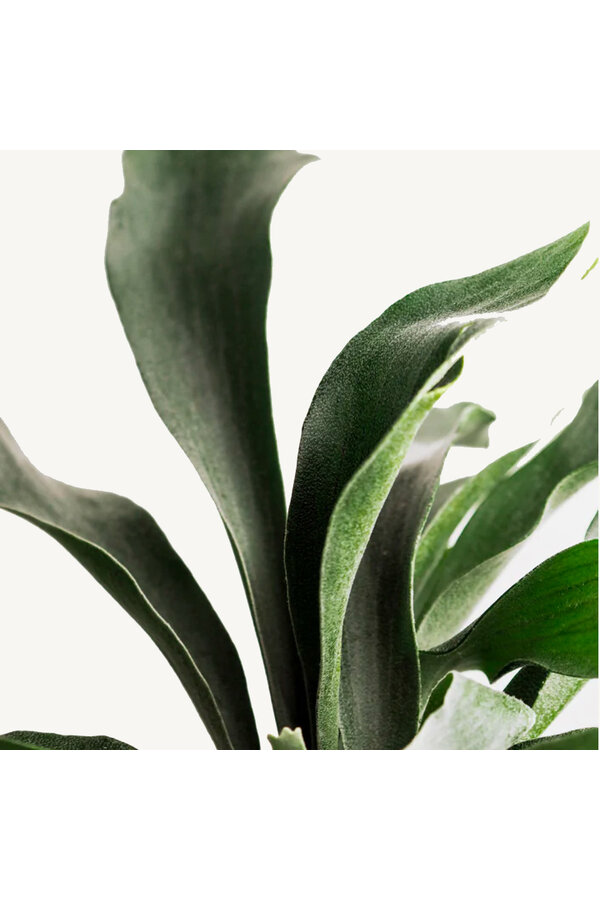 Plante suspendue Platycerium