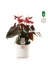 Anthurium Corail dans Bari blanc