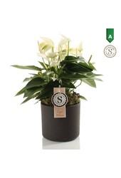 Anthurium White Champion in Bari Grijs