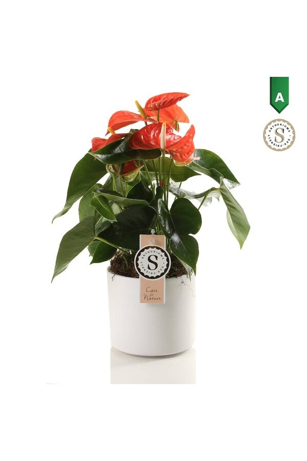 Anthurium Orange Champion dans Bari Blanc
