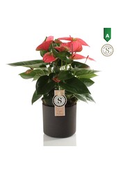 Anthurium Pink Champion in Bari Grijs