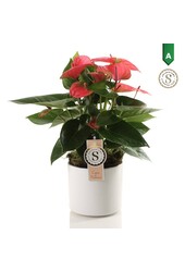 Anthurium Pink Champion dans Bari Blanc