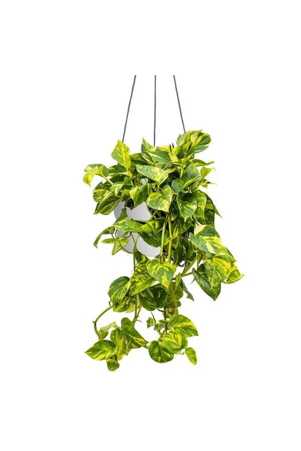 Scindapsus dans un pot suspendu Greenville