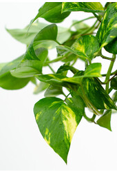 Scindapsus dans un pot suspendu Greenville