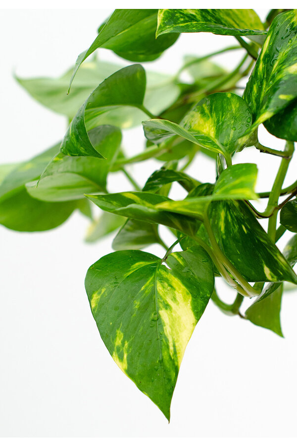 Scindapsus dans un pot suspendu Greenville