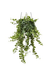 Lierre en pot suspendu Greenville