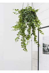 Lierre en pot suspendu Greenville