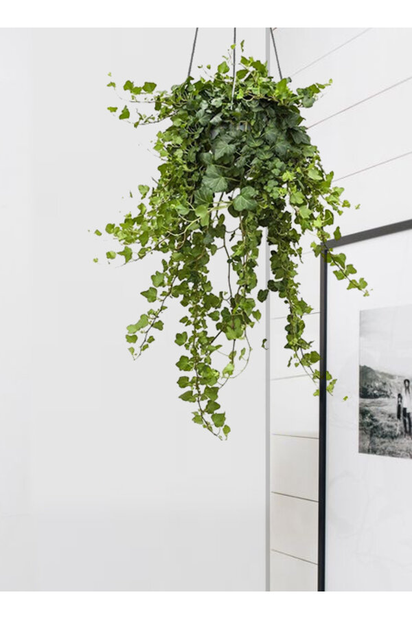 Lierre en pot suspendu Greenville