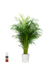 Goudpalm areca in greenville pot