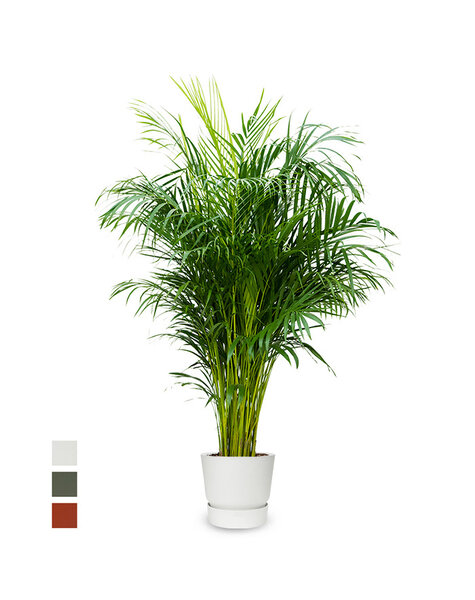 Elho Elho | Areca