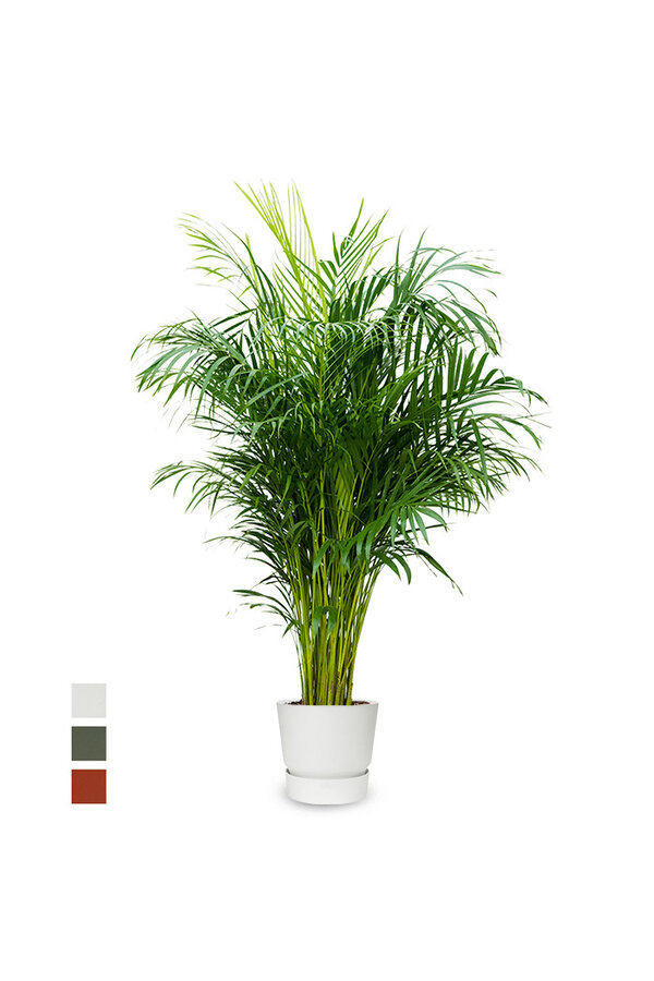 Goudpalm areca in greenville pot
