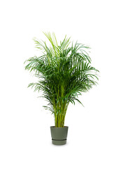 Goudpalm areca in greenville pot