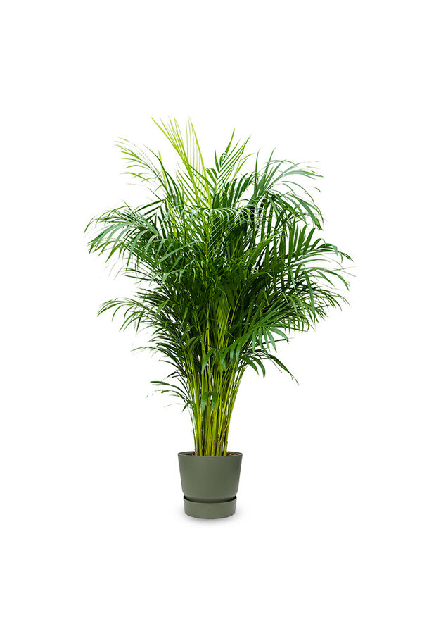 Goudpalm areca in greenville pot