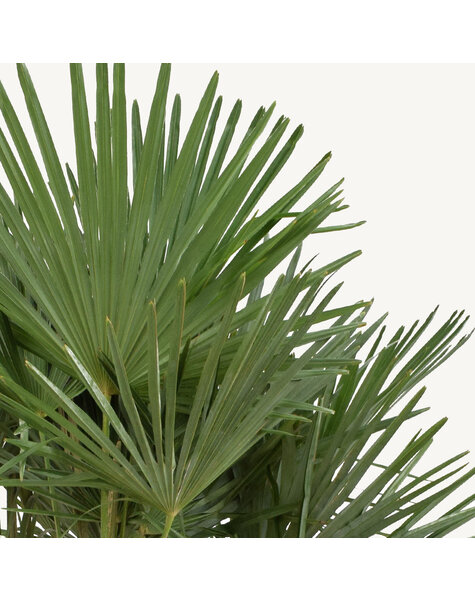 Trachycarpus