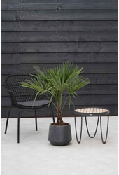 Trachycarpus waaierpalm M