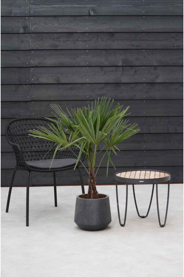 Trachycarpus waaierpalm M