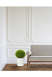 Buis dans pot greenville