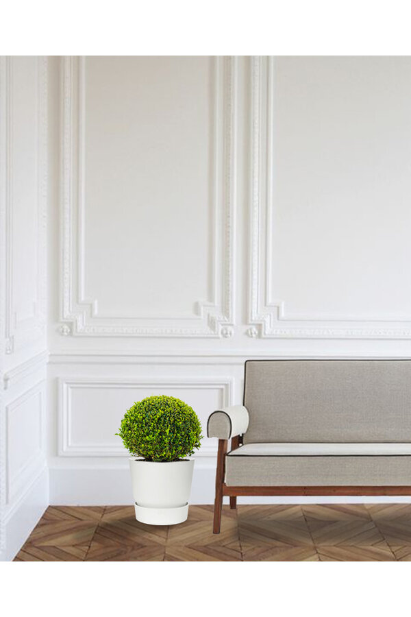 Buis dans pot greenville