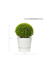 Buis dans pot greenville