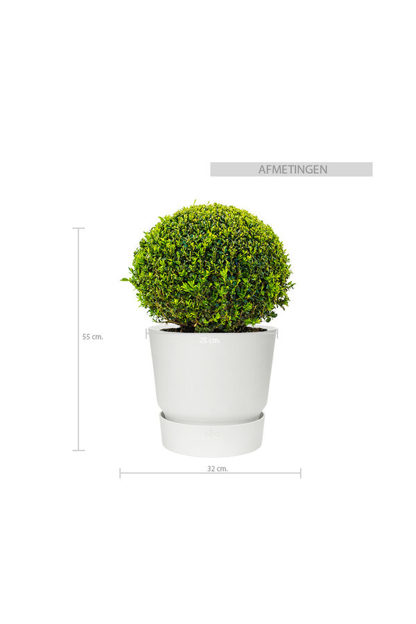 Buis dans pot greenville