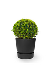 Buis dans pot greenville