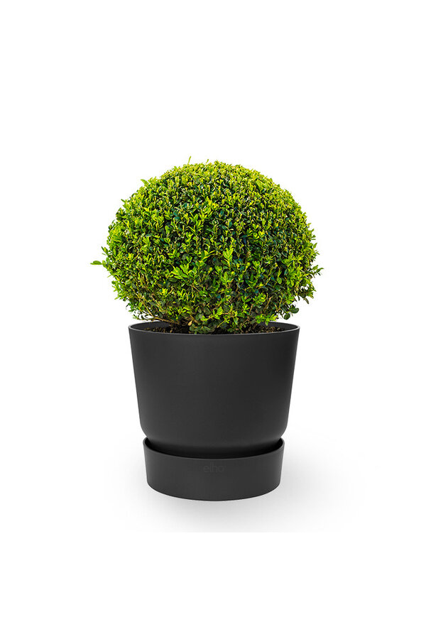 Buis dans pot greenville