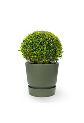 Buis dans pot greenville