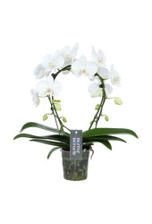 Orchidee Mirror Miracle Aurora