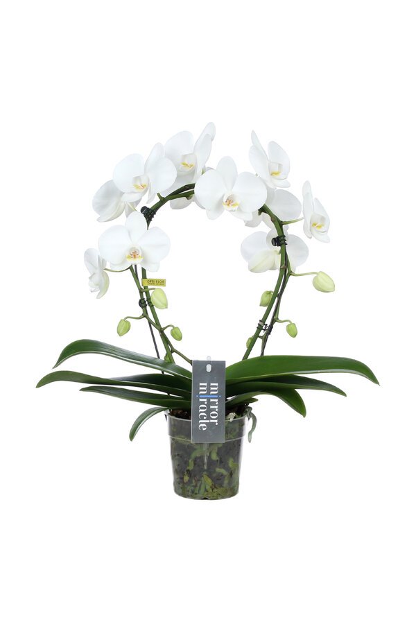 Orchidee Mirror Miracle Aurora