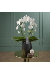 Orchidee Mirror Miracle Aurora