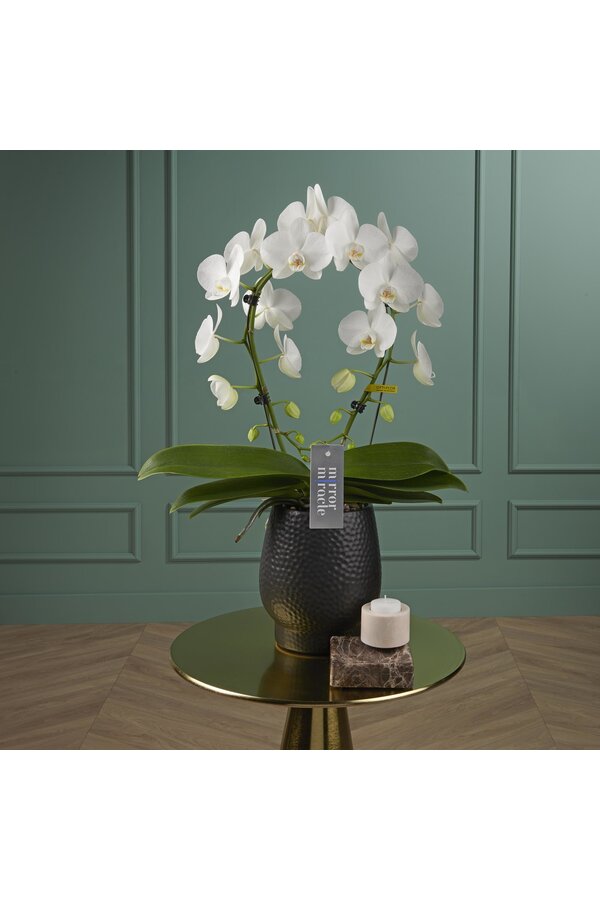 Orchidee Mirror Miracle Aurora
