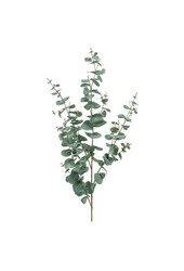 Branche artificielle d'eucalyptus