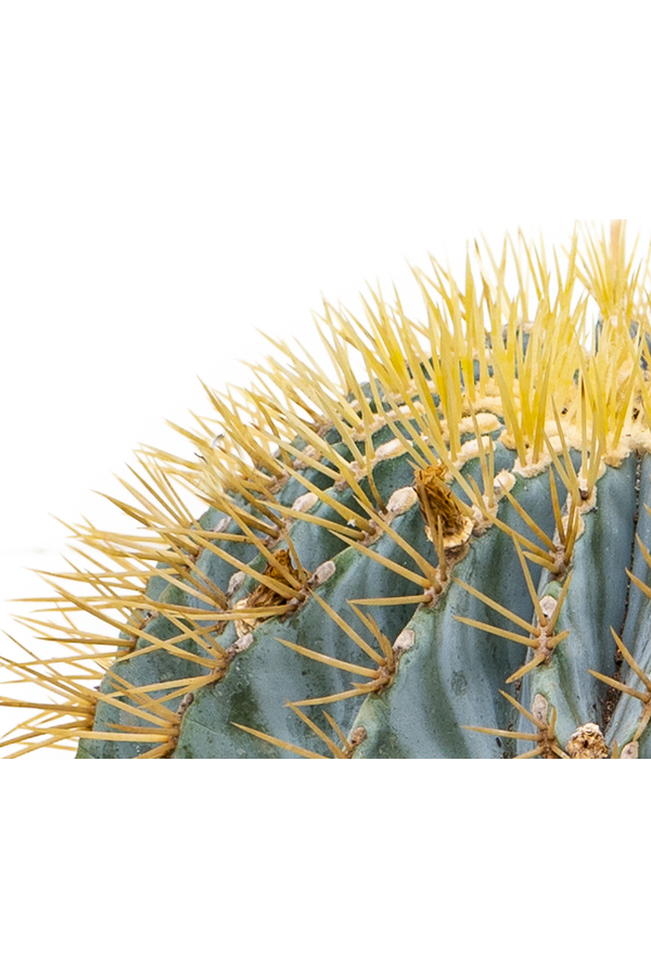 Ferocactus Boule
