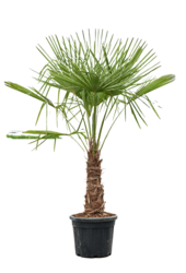 Trachycarpus fortunei XL