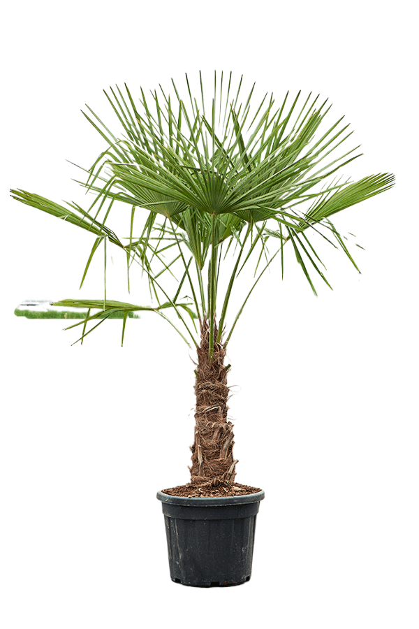 Trachycarpus fortunei XL