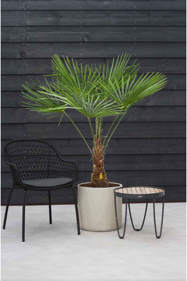 Trachycarpus fortunei XL