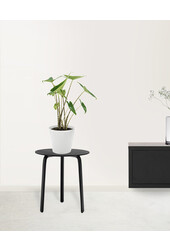 Alocasia Zebrina S en Lechuza Classico