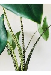 Alocasia Zebrina S en Lechuza Classico